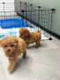 Мини Той Пудел / Mini Toy Poodle, снимка 6
