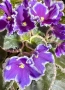 Saintpaulia Сейнтполия Сентполия African Violet Aфриканска теменужка стайна теменужка Фiалка, снимка 6