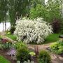 Спирея Юнска Булка, Spiraea nipponica June Bride, снимка 3