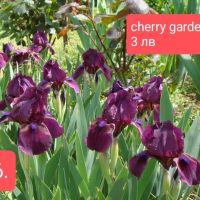 11 мини ириси за градината , снимка 9 - Градински цветя и растения - 45344601