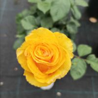 Rosa whelou жълта роза, снимка 1 - Градински цветя и растения - 45842015