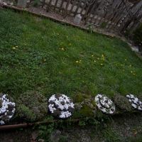 Семпервивум, дебелец, алпийска роза, снимка 8 - Градински цветя и растения - 45158212