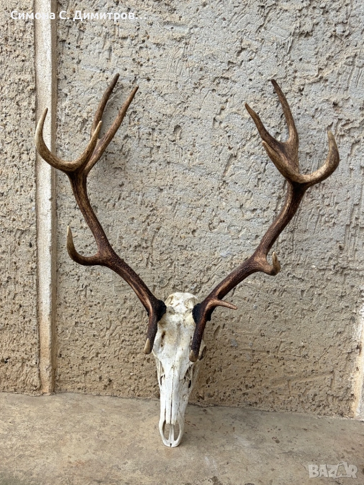 Трофей, снимка 1