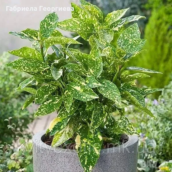 Аукуба , снимка 1