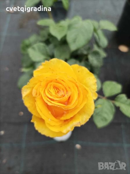 Rosa whelou жълта роза, снимка 1