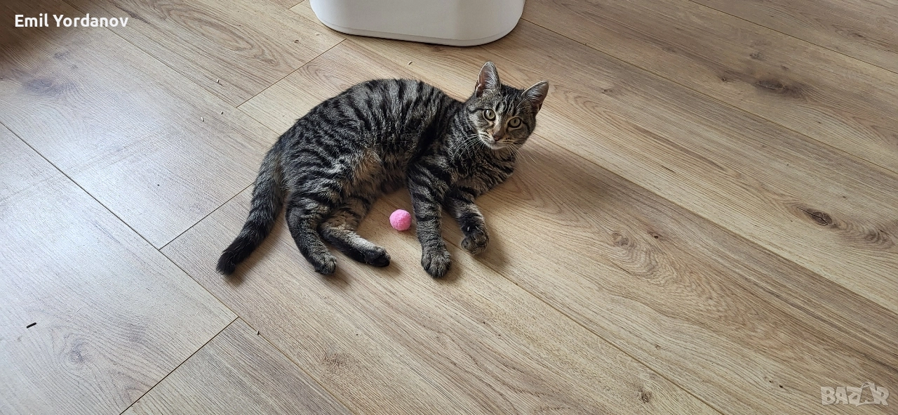 СПЕШНО! Мъжко котенце на около 5 месеца, снимка 1