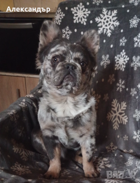 Мъжки френски булдог за разплод , снимка 1