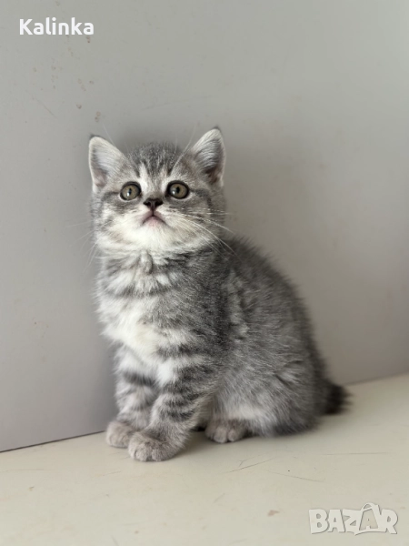 Мъжко британско късокосместо котенце, снимка 1