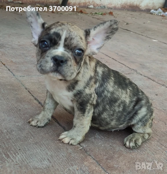 френски булдог/ булдочета, снимка 1