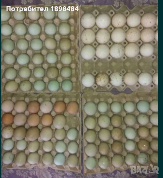 Продавам зелени оплодени кокоши яйца за люпене.., снимка 1