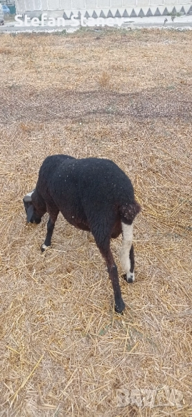 Продавам КОЧОВЕте , снимка 1