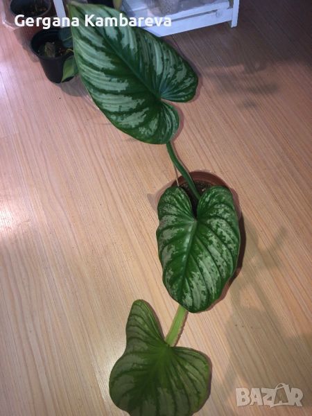 Philodendron Mamei , снимка 1