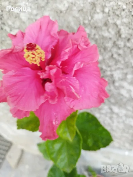 китайска роза 60.00, снимка 1