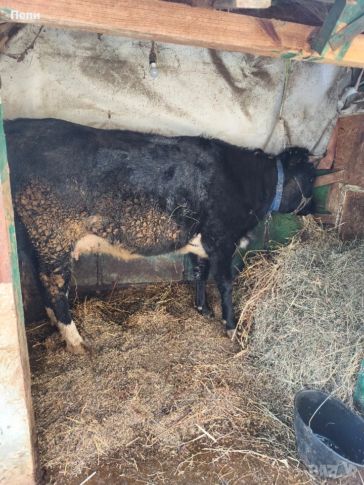 Продавам юница, снимка 1