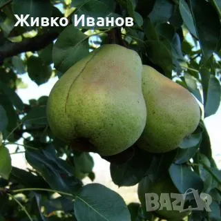 продавам зимни круши, снимка 1