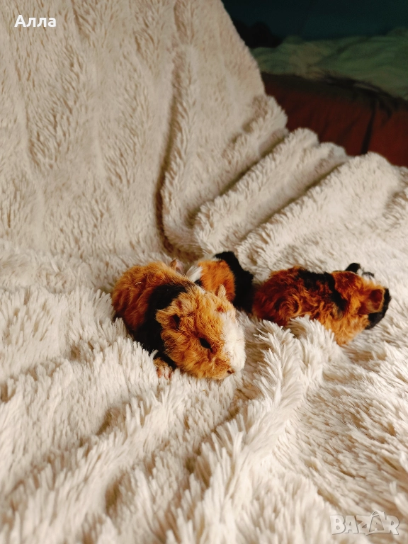 Соски свинчета альпако. С дълга къдрава коса. , снимка 1