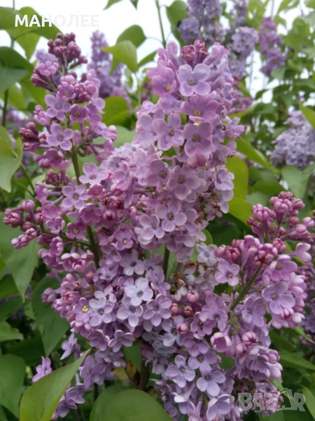 Люляк, снимка 1