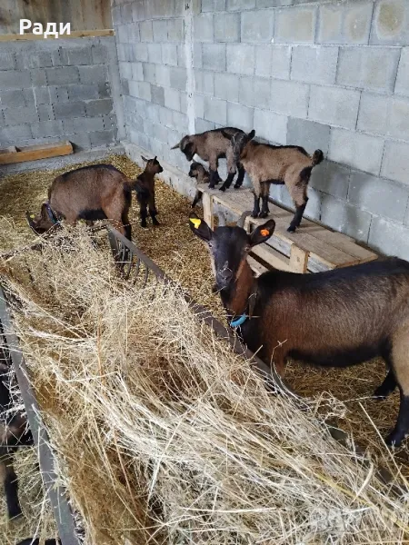 Продавам козе мляко., снимка 1