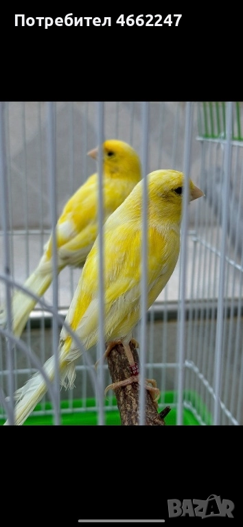 Канарчета Орфей , снимка 1