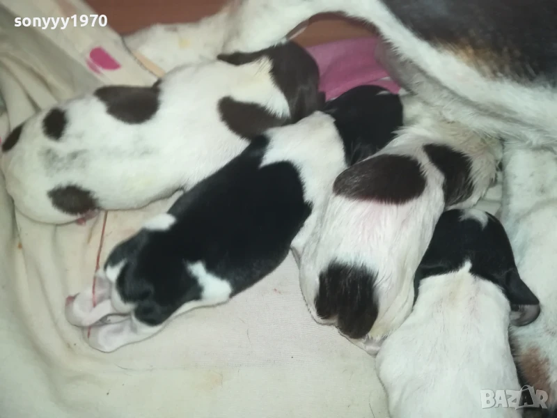 ДЖАК РЪСЕЛ БЕБЕТА 1408250720, снимка 1