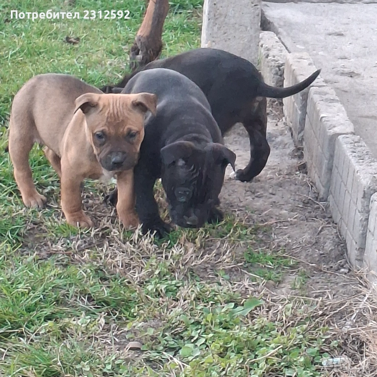 Продават се питбулчета!, снимка 1