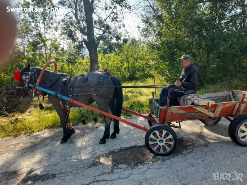 prodavase kobila oblas varna 2500lv, снимка 1