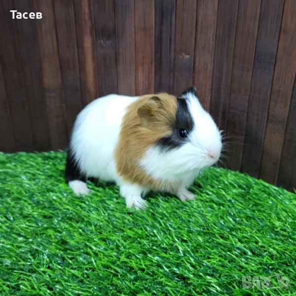 Морски свинчета, снимка 1