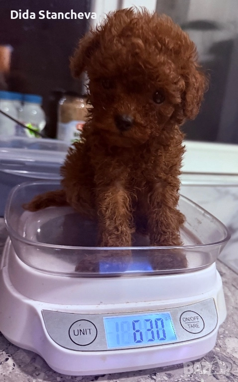 Пудел момченце , снимка 1