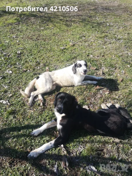 Момчета на 10м търсят дом! , снимка 1