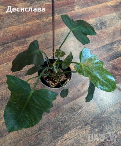 Philodendron Fiddle Lime, снимка 2 - Стайни растения - 46791782