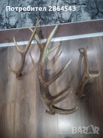 Еленови рога, снимка 3 - Декорация за дома - 53903916