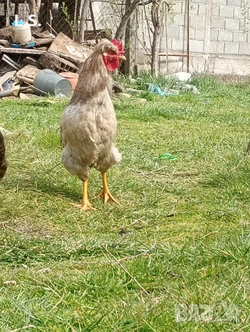 млади петлета , снимка 3 - Кокошки и пуйки - 54019327