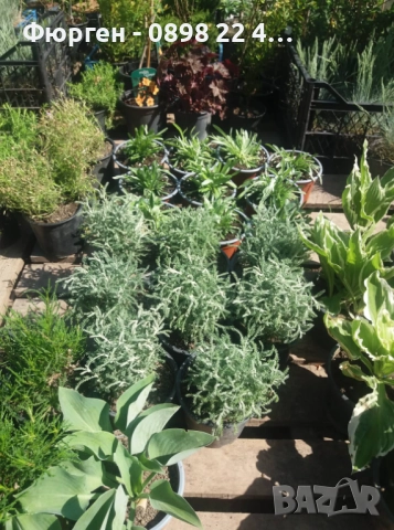 Сантолина Сребриста  , снимка 7 - Разсади - 40690515