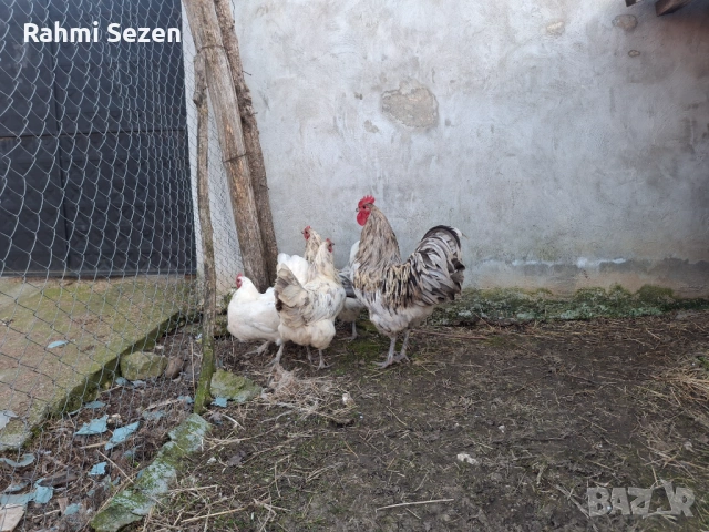 Разплодни яйца , снимка 7 - Кокошки и пуйки - 54167827