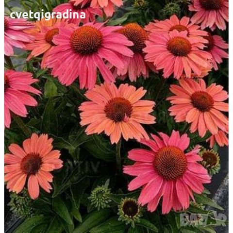Echinacea Meditation Cerise(Ехинацея Медитация Цериз), снимка 3 - Градински цветя и растения - 46187104