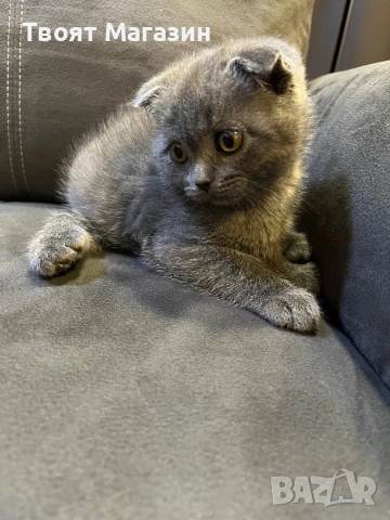 🐾 Търсим специален дом за едно специално коте!, снимка 2 - Други - 54212314