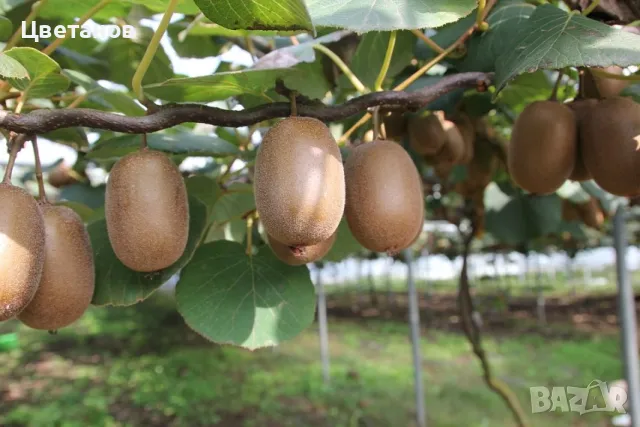 Киви Хейуърд (Actinidia deliciosa ‘Hayward’), снимка 3 - Градински цветя и растения - 49580660