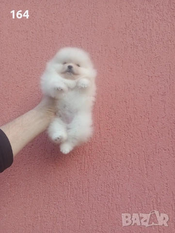 Женски мини Померан., снимка 2 - Померан - 53461629