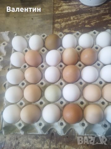 яйца от домашно гледани кокошки 