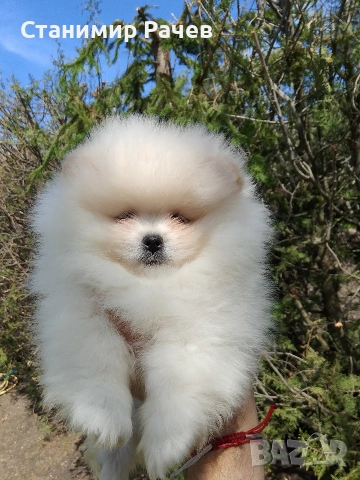 Померан померани , снимка 4 - Померан - 54298238