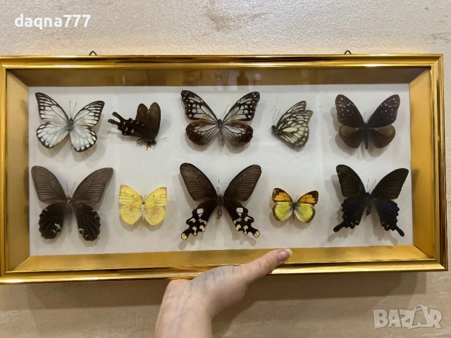 Рамка с екзотични пеперуди Азия