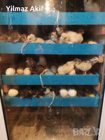 Пилета Легхорн черен и кръстоски, снимка 6 - Кокошки и пуйки - 53682469