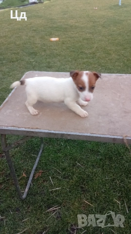 Джак ръсел териер 