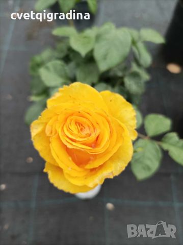 Rosa whelou жълта роза