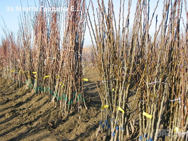 Плодни дръвчета - Микс обява , снимка 8 - Градински цветя и растения - 53618283
