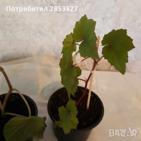 Комплект Бегонии, снимка 5 - Стайни растения - 46245057