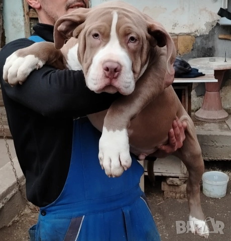 Американско були хл American bully XL