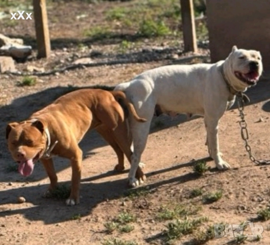 Питбул! , снимка 4 - Питбул - 52188073