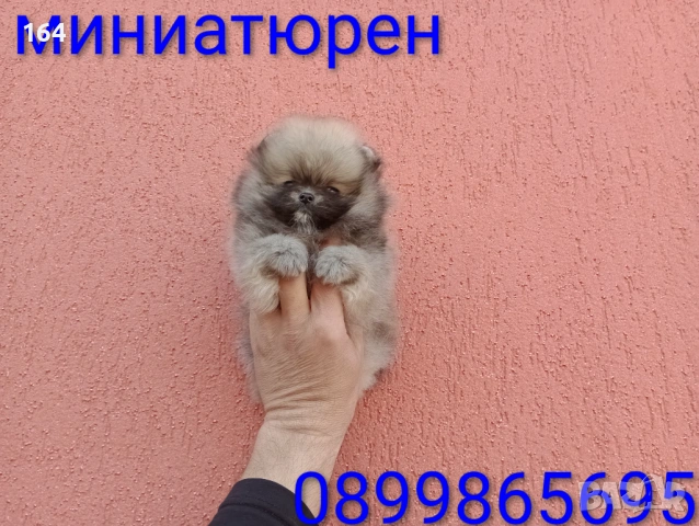 Мини Померан. Реални снимки от 17.03.26 г. Миниатюрно момче. , снимка 6 - Померан - 53906072