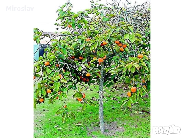 Райска ябълка (Сорт-Фую)-Без танин, снимка 8 - Градински цветя и растения - 52221764